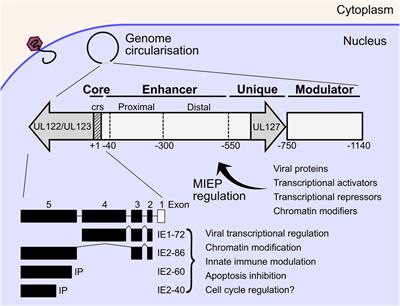 The human cytomegalovirus decathlon: Ten critical replication events provide opportunities for restriction